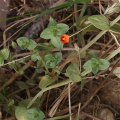 Lysimachia arvensis at Manton, NSW - 2 Jan 2025 09:54 AM