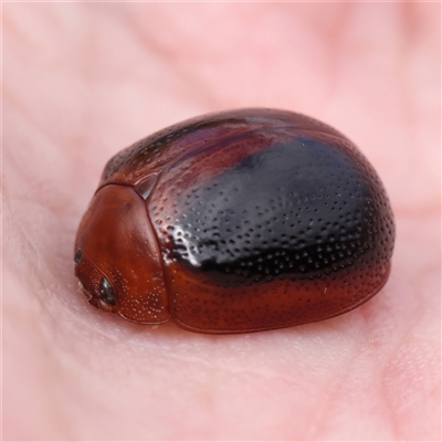 Dicranosterna immaculata (Acacia leaf beetle) at Manton, NSW - 1 Jan 2025 by ConBoekel