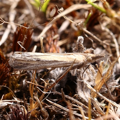 Faveria tritalis (Couchgrass Webworm) at Manton, NSW - 2 Jan 2025 by ConBoekel