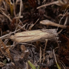 Faveria tritalis at Manton, NSW - 2 Jan 2025 09:59 AM