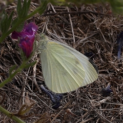 Pieris rapae (Cabbage White) at Manton, NSW - 1 Jan 2025 by ConBoekel