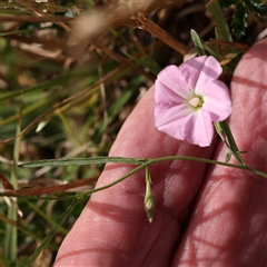 Convolvulus angustissimus (Pink Bindweed) at Manton, NSW - 2 Jan 2025 by ConBoekel