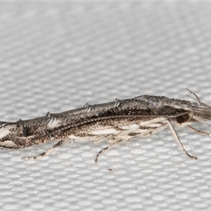 Leptozestis and Trachydora (genera) (A cosmet moth) at Melba, ACT by kasiaaus