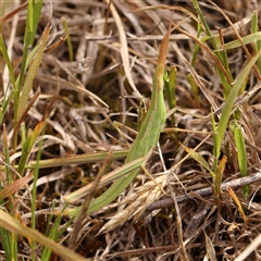 Acrida conica (Giant green slantface) at Manton, NSW - 1 Jan 2025 by ConBoekel