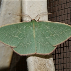 Chlorocoma dichloraria (Guenee's or Double-fringed Emerald) at Freshwater Creek, VIC - 26 Apr 2020 by WendyEM