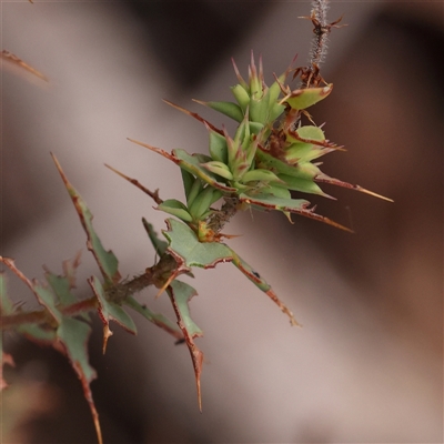 Pultenaea spinosa (Spiny Bush-pea, Grey Bush-pea) at Manton, NSW - 2 Jan 2025 by ConBoekel