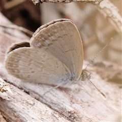Zizina otis (Common Grass-Blue) at Manton, NSW - 2 Jan 2025 by ConBoekel