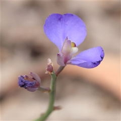 Comesperma defoliatum (Leafless Milkwort) at Lade Vale, NSW - 2 Jan 2025 by ConBoekel