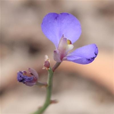 Comesperma defoliatum (Leafless Milkwort) at Lade Vale, NSW - 2 Jan 2025 by ConBoekel