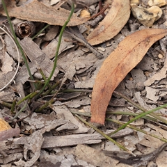 Comesperma defoliatum at Lade Vale, NSW - 2 Jan 2025 11:04 AM