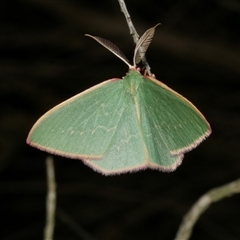 Chlorocoma dichloraria (Guenee's or Double-fringed Emerald) at Freshwater Creek, VIC - 26 Apr 2020 by WendyEM