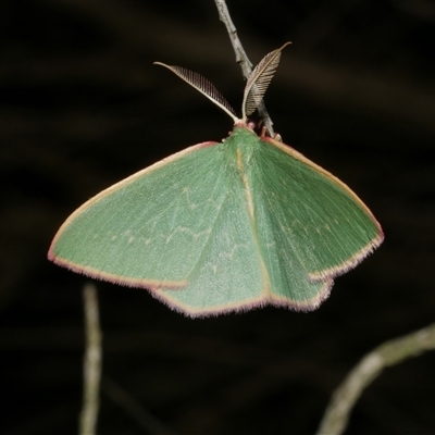 Chlorocoma dichloraria (Guenee's or Double-fringed Emerald) at Freshwater Creek, VIC - 26 Apr 2020 by WendyEM