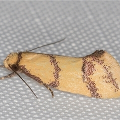 Psaroxantha undescribed species (A concealer moth (Wingia group)) at Melba, ACT - 4 Jan 2025 by kasiaaus