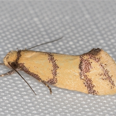 Psaroxantha undescribed species (A concealer moth) at Melba, ACT - 4 Jan 2025 by kasiaaus