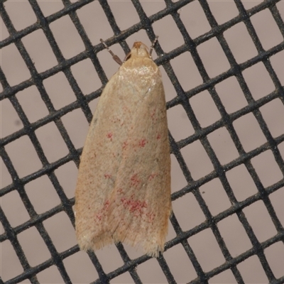Heteroteucha occidua (A concealer moth (Wingia group)) at Freshwater Creek, VIC - 25 Apr 2020 by WendyEM