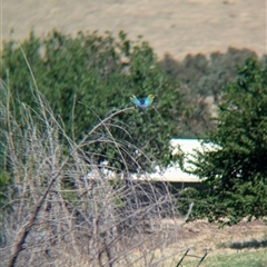 Merops ornatus (Rainbow Bee-eater) at Mullengandra, NSW - 1 Dec 2024 by Darcy