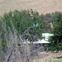 Merops ornatus at Mullengandra, NSW - suppressed