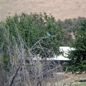 Merops ornatus at Mullengandra, NSW - suppressed