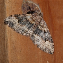 Epyaxa subidaria (Subidaria Moth) at Freshwater Creek, VIC - 26 Apr 2020 by WendyEM