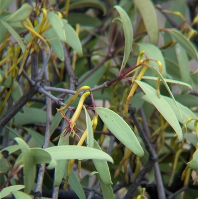 Muellerina eucalyptoides (Creeping Mistletoe) at Mullengandra, NSW - 1 Dec 2024 by Darcy