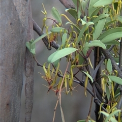 Muellerina eucalyptoides at Mullengandra, NSW - suppressed