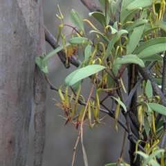 Muellerina eucalyptoides at suppressed - 1 Dec 2024