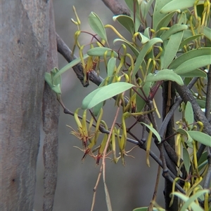 Muellerina eucalyptoides at suppressed - 1 Dec 2024