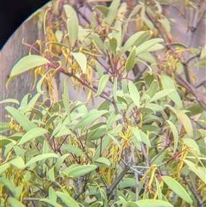 Muellerina eucalyptoides at Mullengandra, NSW - suppressed