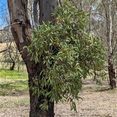 Muellerina eucalyptoides at Mullengandra, NSW - suppressed