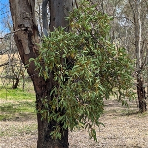 Muellerina eucalyptoides at suppressed - 1 Dec 2024