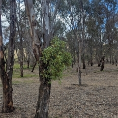Muellerina eucalyptoides at Mullengandra, NSW - suppressed