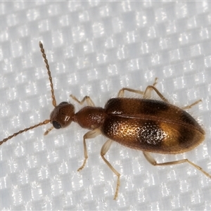 Sapintus (genus) (An antlike flower beetle) at Melba, ACT by kasiaaus