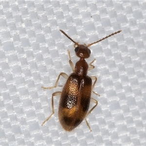 Sapintus (genus) at Melba, ACT - 4 Jan 2025 10:02 PM