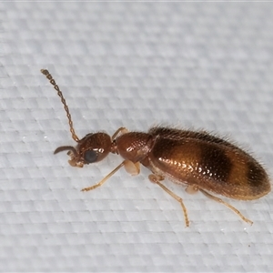 Sapintus (genus) at Melba, ACT - 4 Jan 2025 10:02 PM