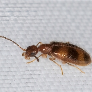 Sapintus (genus) at Melba, ACT - 4 Jan 2025 10:02 PM