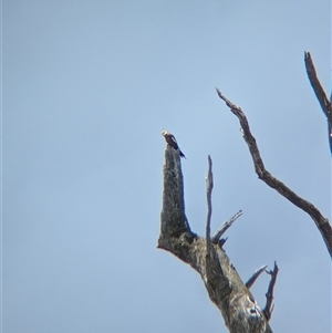 Nymphicus hollandicus (Cockatiel) at Mullengandra, NSW by Darcy