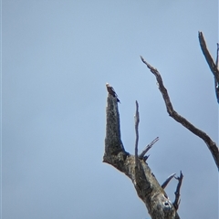 Nymphicus hollandicus at Mullengandra, NSW - suppressed