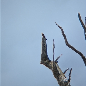 Nymphicus hollandicus at suppressed - suppressed