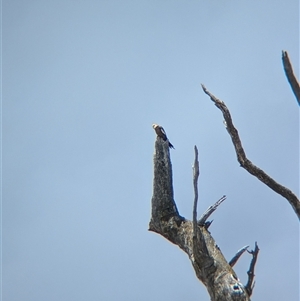 Nymphicus hollandicus at Mullengandra, NSW - suppressed