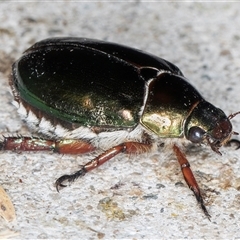 Repsimus manicatus montanus (Green nail beetle) at Melba, ACT - 4 Jan 2025 by kasiaaus