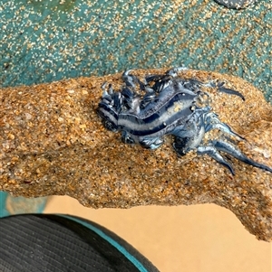 Glaucus atlanticus at Durras North, NSW by JW