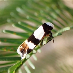 Euphiltra eroticella (A concealer moth) at Cook, ACT - 3 Jan 2025 by CathB