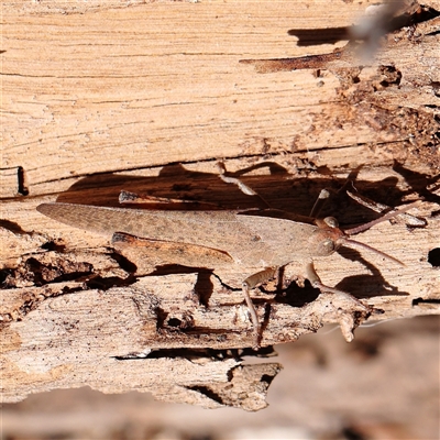 Goniaea carinata (Black kneed gumleaf grasshopper) at Jerrawa, NSW - 28 Dec 2024 by ConBoekel