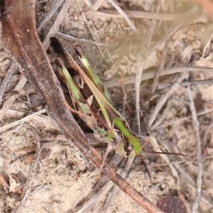 Goniaea carinata at Jerrawa, NSW - 28 Dec 2024 09:21 AM