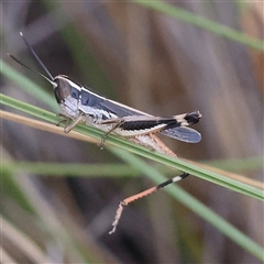 Macrotona australis (Common Macrotona Grasshopper) at Jerrawa, NSW - 27 Dec 2024 by ConBoekel