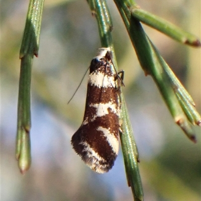 Isomoralla eriscota (Philobota Group) at Cook, ACT - 4 Jan 2025 by CathB