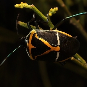 Commius elegans (Cherry Ballart Shield Bug) at Ainslie, ACT by jb2602