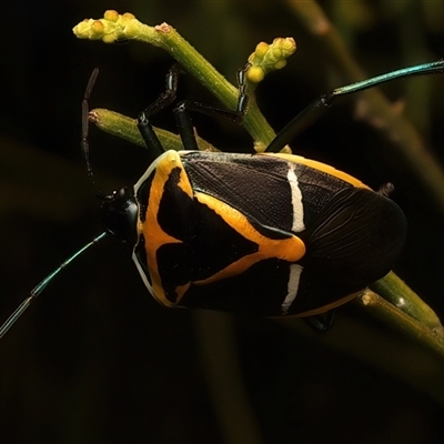 Commius elegans (Cherry Ballart Shield Bug) at Ainslie, ACT - 4 Jan 2025 by jb2602