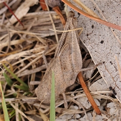 Goniaea australasiae (Gumleaf grasshopper) at Manton, NSW - 2 Jan 2025 by ConBoekel