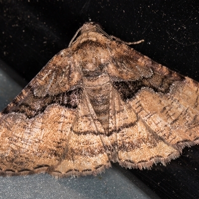 Aporoctena undescribed species (A Geometrid moth) at Melba, ACT - 4 Jan 2025 by kasiaaus